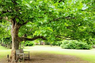 Platan klonolistny - drzewo o dekoracyjnej korze. Jak uprawiać platan w ogrodzie?