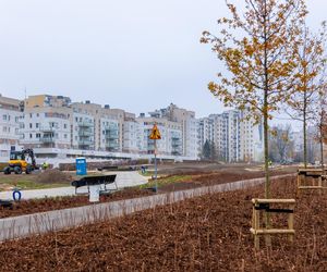 Pierwsze drzewa w parku nad obwodnicą na Ursynowie