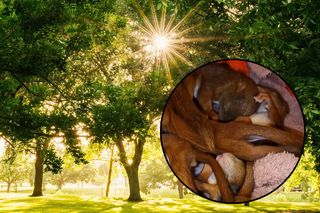 Nagranie z malutkimi wiewiórkami podbiło serca internautów. W tym roku do ośrodka trafiło ich ok. 100