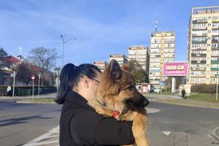 Rico błąkał się po ulicach Szczecina. Młodym owczarkiem zaopiekowały się policjantki