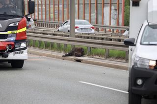 Warszawa sparaliżowana! Karambol po potrąceniu dzika. Kosmiczny korek aż do Marsa