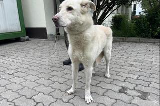 27-latek przywiązał psa do drzewa i zostawił w lesie! Policjanci nie miała dla niego skrupułów