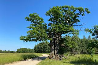 Drzewo Roku 2021. Zwyciężył Dąb Dunin z Podlasia! Ma około 400 lat i 13 m wysokości [ZDJĘCIA, WIDEO]