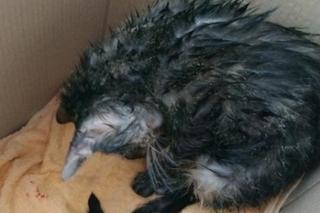 Strażniczka miejska uratowała malutkiego kota