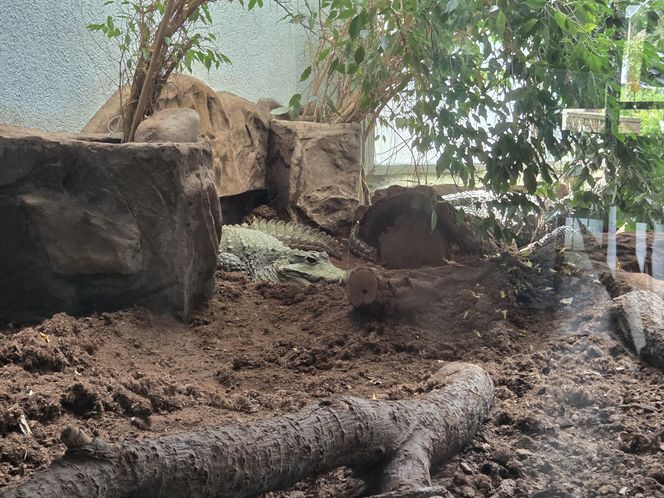 Egzotyczny świat na wyciągnięcie ręki! Zaglądamy do akwarium-terrarium w Myślęcinku