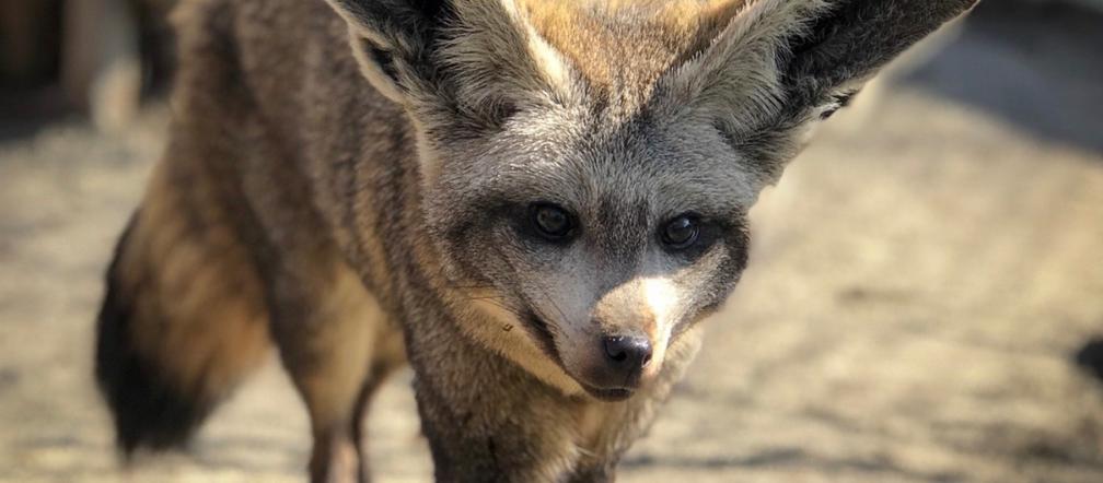 ALE CUDAK! Nowy mieszkaniec Śląskiego Ogrodu Zoologicznego [ZDJĘCIA]