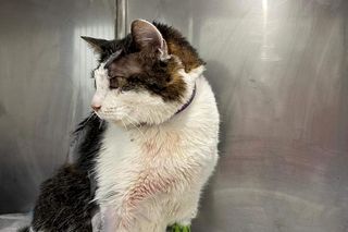 Obciął kotu język, bo zjadł plasterek boczku 