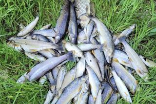 Południe Polski powtórzy historię Odry? W ciągu kilkudziesięciu dni wymarło pięć rzek