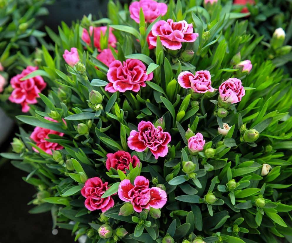 Goździki. Kwiaty, które kwitną całe lato