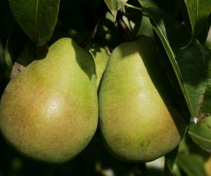 Grusza 'Lukasówka' - Pyrus communis 'Lukasówka'
