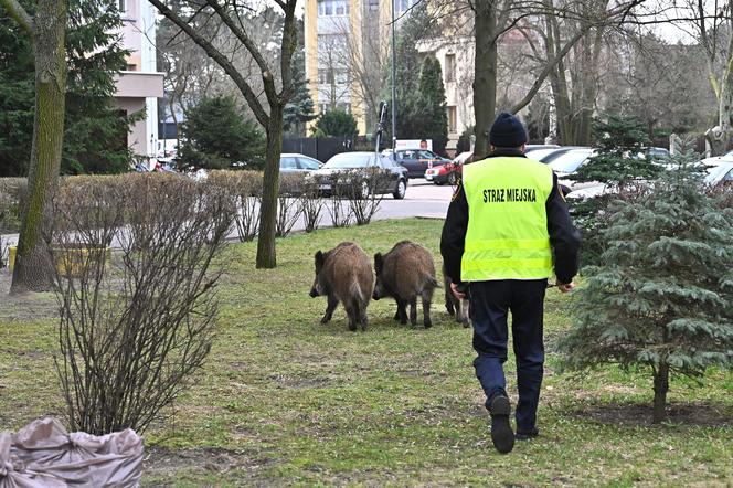  Obława na dziki w Legionowie. Komendant straży miejskiej apeluje: "Nie dokarmiajmy!"