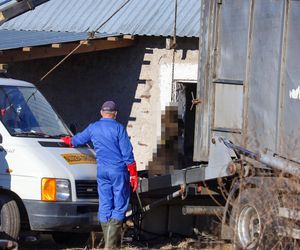 Horror koło Ostródy. Zwierzęta konały bez światła, wody i jedzenia