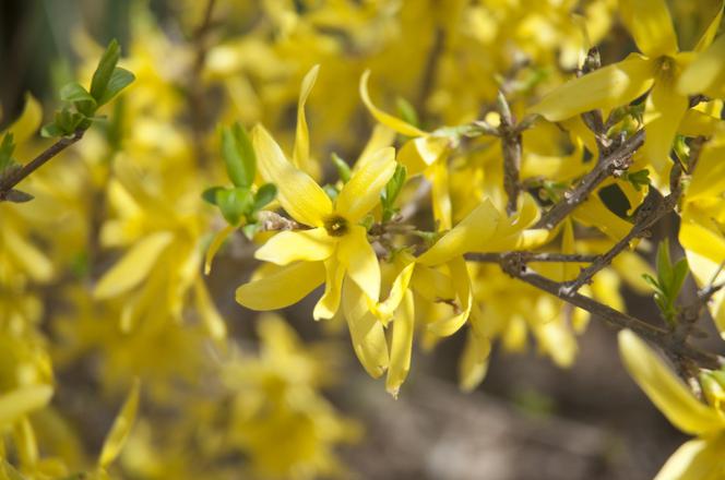 Forsycja