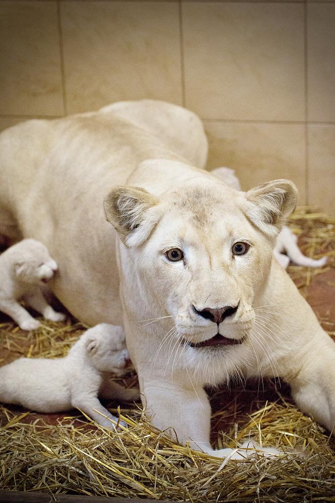 1 Białe lwy w Zoo Safari Borysew