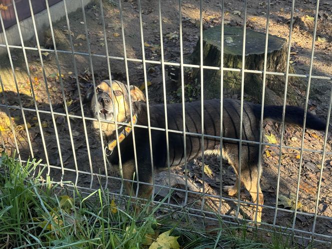 Przygotowania do nadchodzącej zimy. Odwiedziliśmy olsztyńskie Schronisko dla zwierząt [ZDJĘCIA]