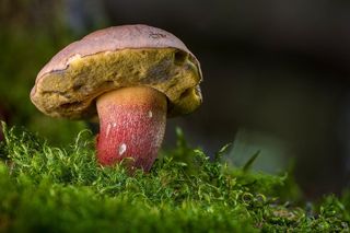Zakazane miejsca dla grzybiarzy. Tam nie wolno zbierać grzybów!
