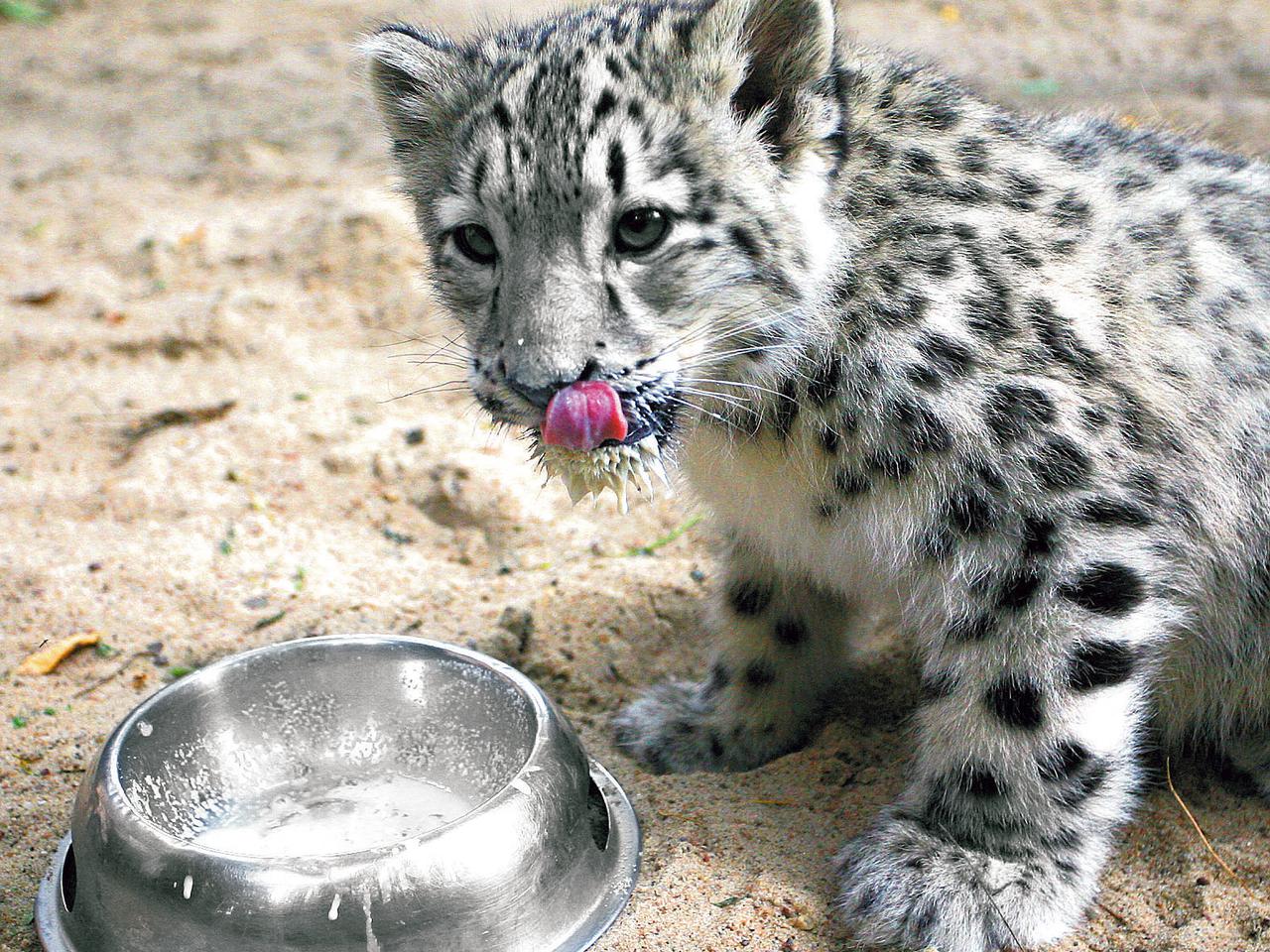 Chcesz nakarmić hipopotama?