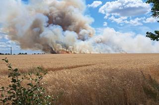 Pożar zboża na pniu w Baczynie pod Gorzowem