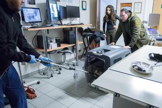 wilk w lubelskiej klinice