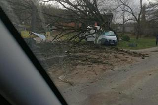 Drzewo powalone przez wiatr przygniotło samochód
