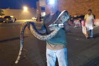 Hodowca gadów uratował wielkiego węża