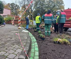 Zamiast asfaltu klomby z roślinami. Zmiany na Tylnej i Wałowej w Lesznie