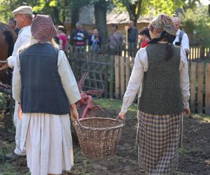 W skansenie w Lublinie pokazali, jak dawniej wyglądały wykopki kartoflane