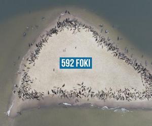 Pomorskie. Prawie 600 fok wyleguje się w rejonie Wyspy Sobieszewskiej. Zdjęcia robią wrażenie! 