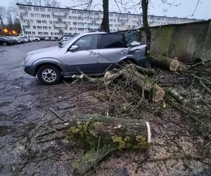 Powalone drzewa uszkodziły zaparkowane samochody