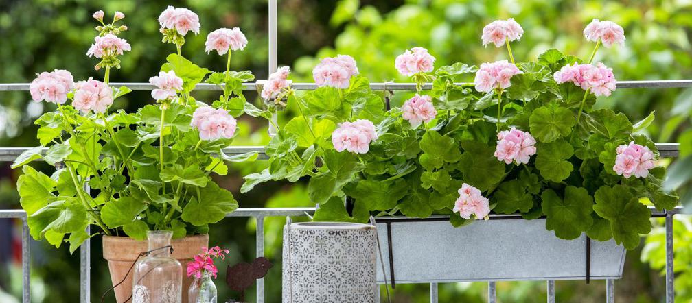 Pelargonie 