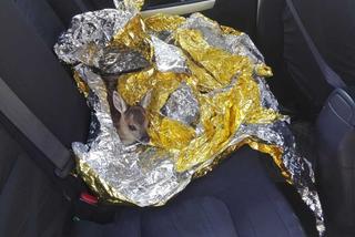 Sarenka uratowana przez policjanta