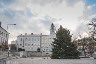 Choinka już stoi na rynku w Gorlicach! WSPANIAŁY świerk mierzy ponad 10 metrów [WIDEO, ZDJĘCIA]