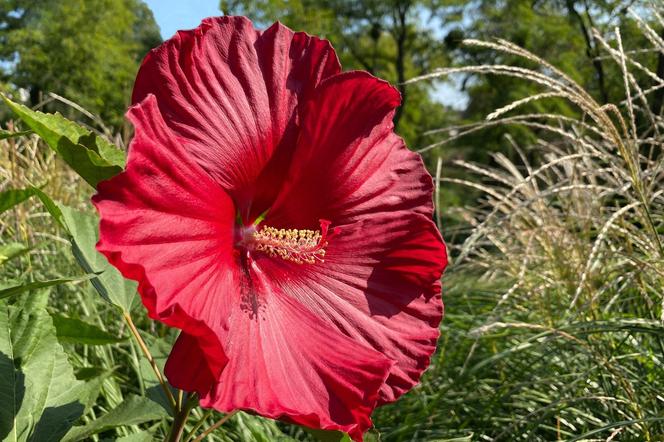 Hibiskus bagienny