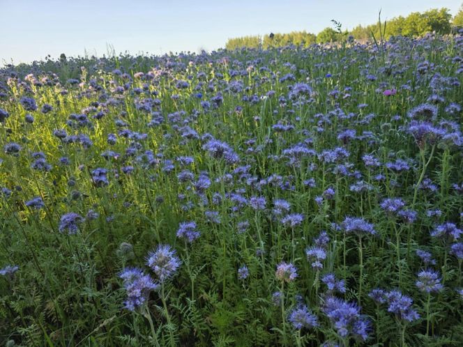 Łąki kwietne na Podkarpaciu