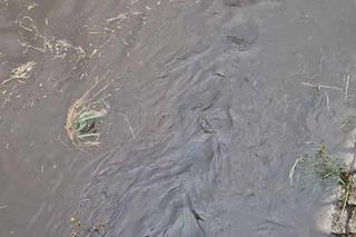 Rzeka Drwinka w Krakowie została zatruta? Zielona woda i fetor. MPEC odpiera zarzuty aktywistów 