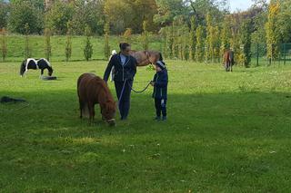 Pastwisko dla koni w Sosnowcu