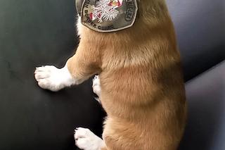 Strażnicy Graniczni znaleźli psa. Lucky ma już nowy dom [GALERIA]