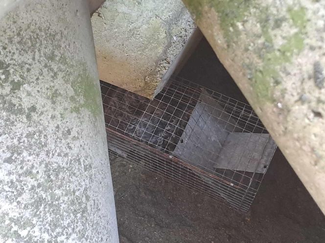 Pies spod falochronu w Kołobrzegu uratowany