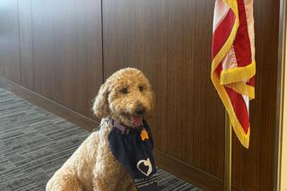  Psie wsparcie w sądzie hrabstwa Lake