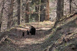 Niedźwiedzie w Bieszczadach poczuły wiosnę 