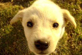 Najpopularniejsze imiona dla psów. Jak nazywamy naszych pupili?