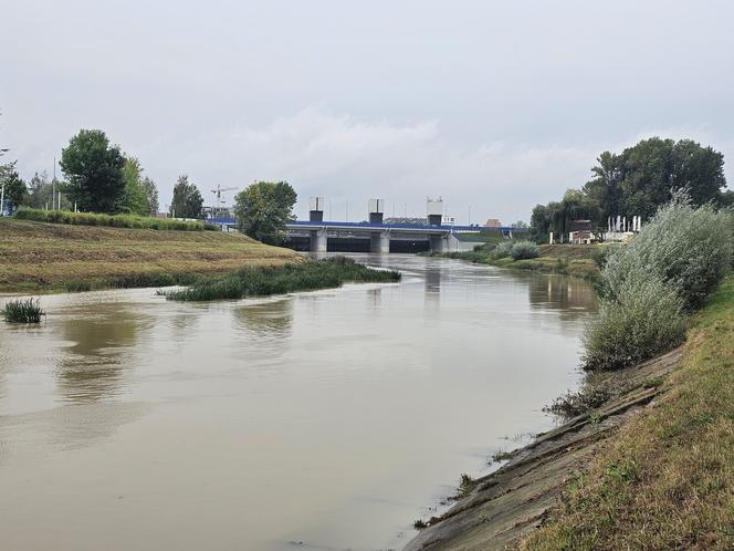 Wysoka woda na Wisłoku po ulewach