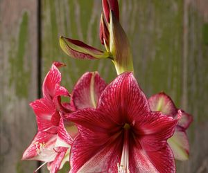 Hippeastrum