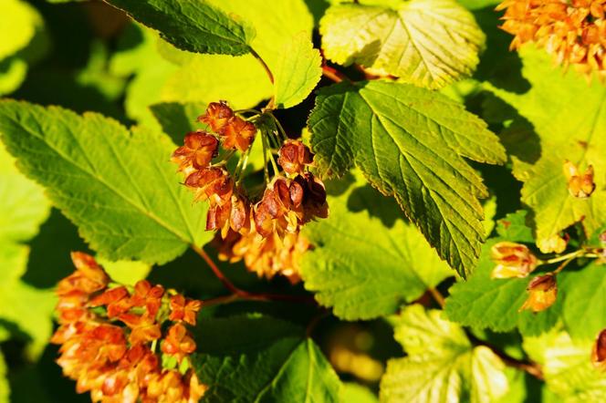 Pęcherznica kalinolistna 'Luteus'