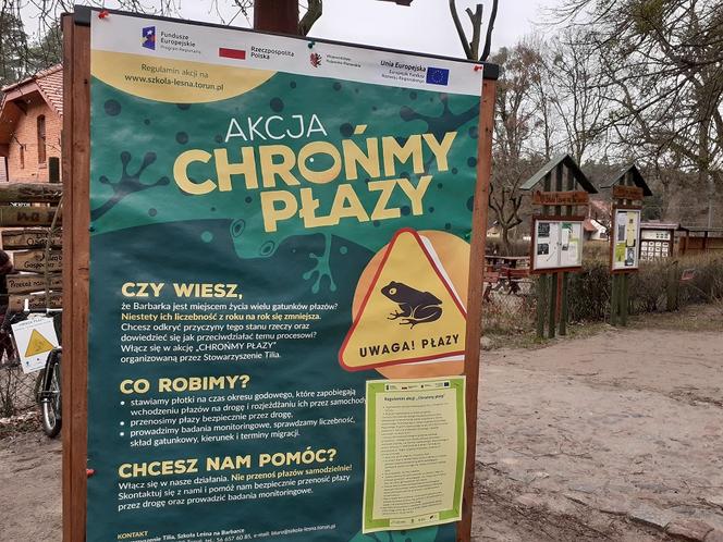 Ochrona żab na Barbarce