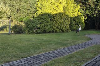 Kajtek bocian podwórkowy