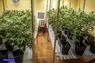 W Sosnowcu zlikwidowano plantację konopi i fabrykę papierosów