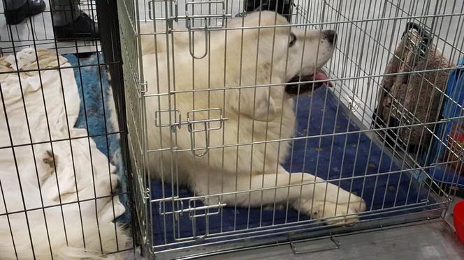 Tysiące psów i odwiedzających. II Międzynarodowa wystawa Psów Rasowych odbyła się w Bydgoszczy