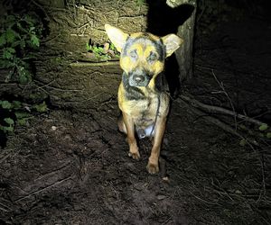 Grześ skazany na śmierć w męczarniach. Bestia przywiązała go do drzewa! Błagamy o pomoc