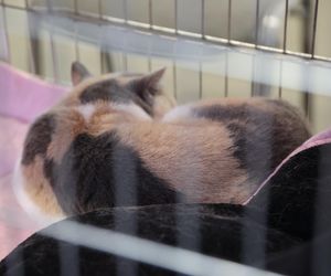 Wystawa kotów rasowych w Lublinie przyciągnęła tłumy!